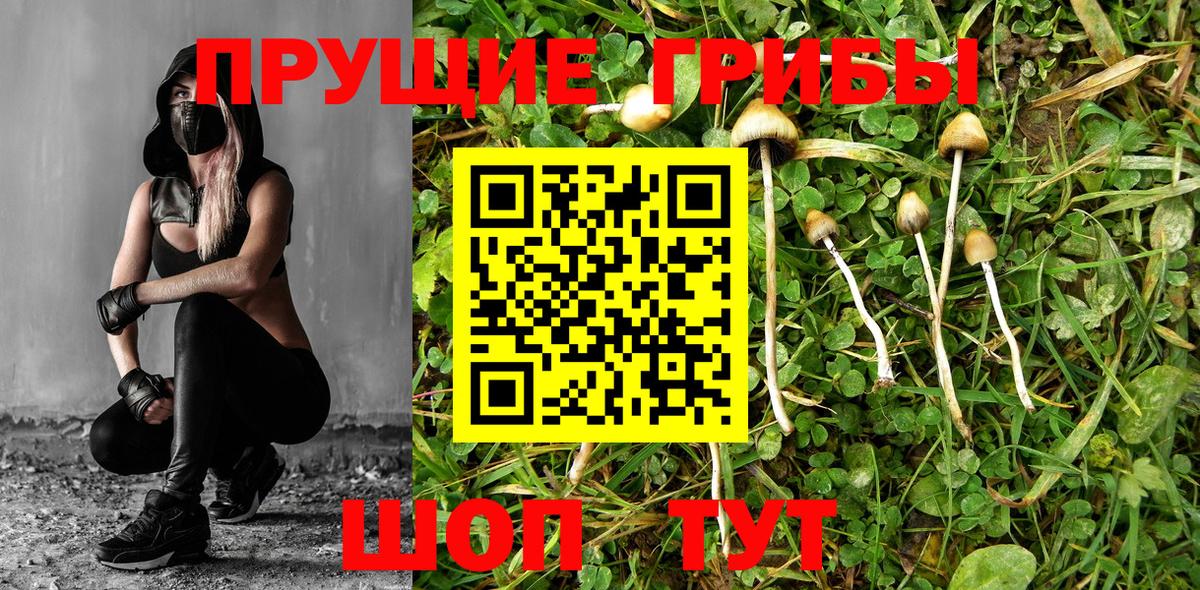 Гусев  Псилоцибиновые грибы Psilocybe  Псилоцибиновые грибы мицелий  Вход с VPN 